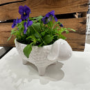 Skål / Skjuler, Hvidt får