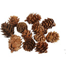 Lærkekogler, 12 stk./pose